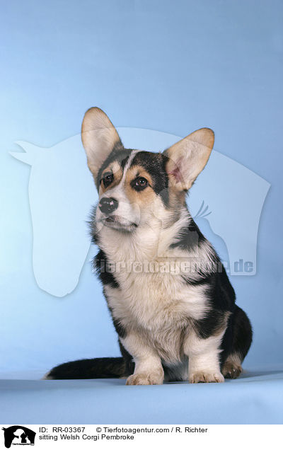 Sitzender / sitting Welsh Corgi Pembroke / RR-03367