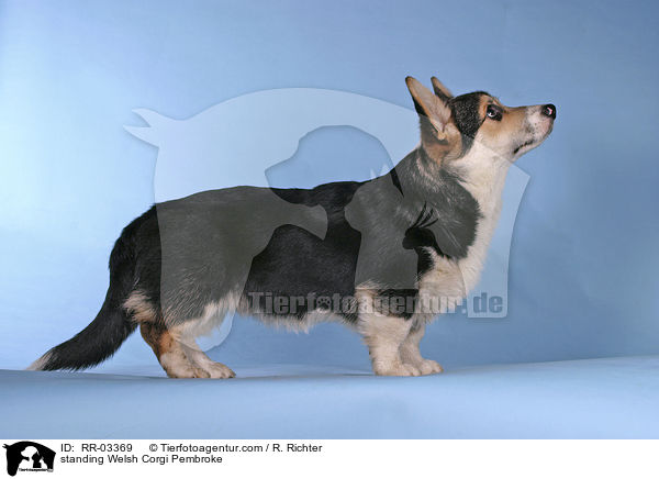 Stehender / standing Welsh Corgi Pembroke / RR-03369