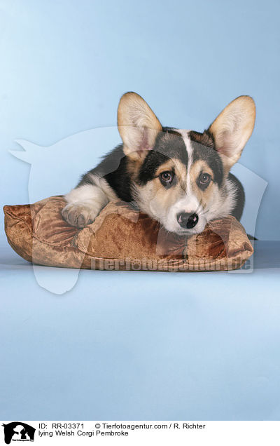 Liegender / lying Welsh Corgi Pembroke / RR-03371