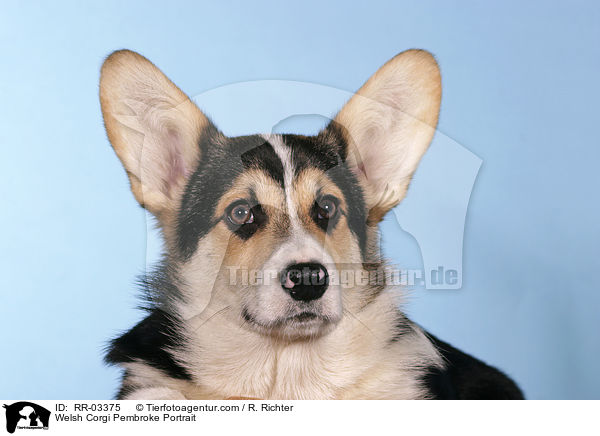 Welsh Corgi Pembroke Portrait / Welsh Corgi Pembroke Portrait / RR-03375