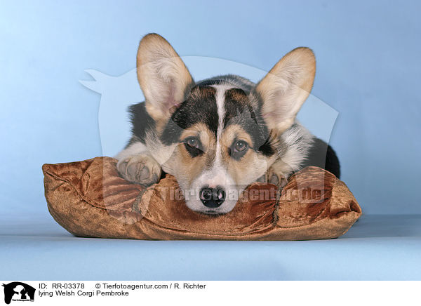 liegender / lying Welsh Corgi Pembroke / RR-03378