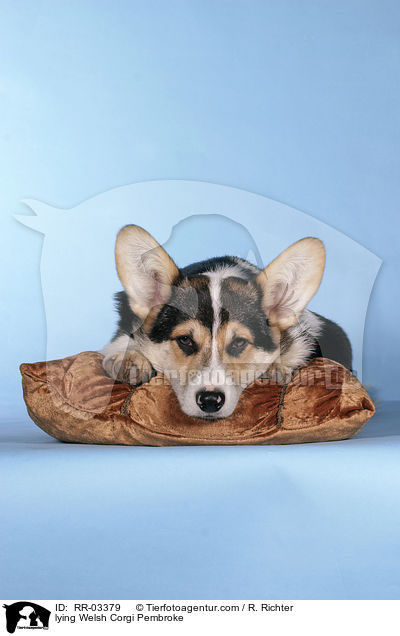 liegender / lying Welsh Corgi Pembroke / RR-03379