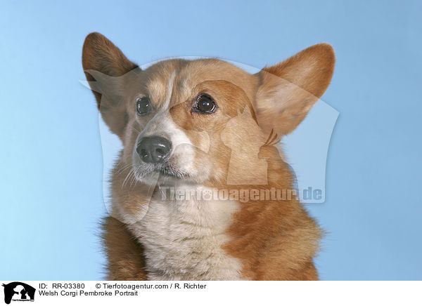 Welsh Corgi Pembroke Portrait / Welsh Corgi Pembroke Portrait / RR-03380