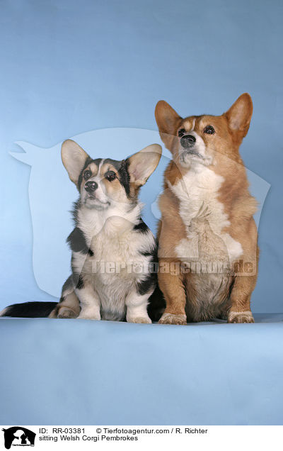 sitzende / sitting Welsh Corgi Pembrokes / RR-03381