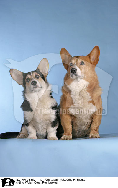 sitzende / sitting Welsh Corgi Pembrokes / RR-03382