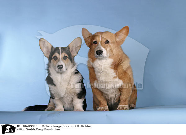 sitzende / sitting Welsh Corgi Pembrokes / RR-03383