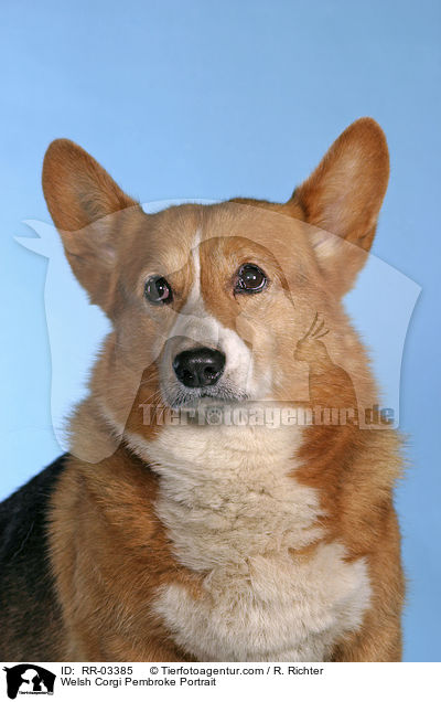 Welsh Corgi Pembroke Portrait / Welsh Corgi Pembroke Portrait / RR-03385