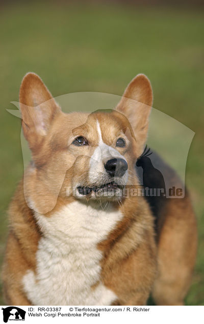 Welsh Corgi Pembroke Portrait / Welsh Corgi Pembroke Portrait / RR-03387