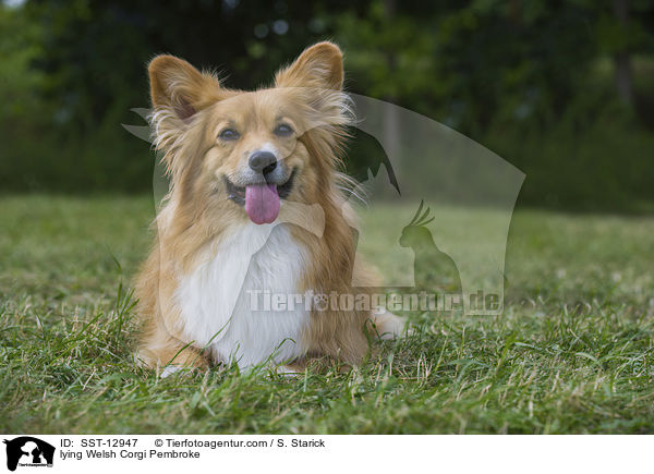 lying Welsh Corgi Pembroke / SST-12947
