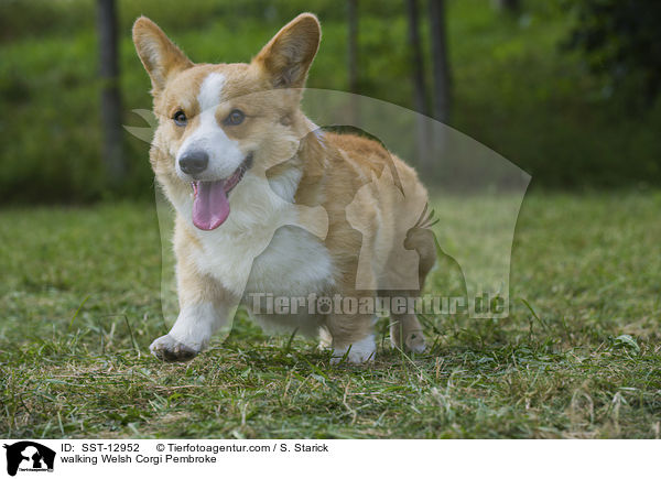 walking Welsh Corgi Pembroke / SST-12952