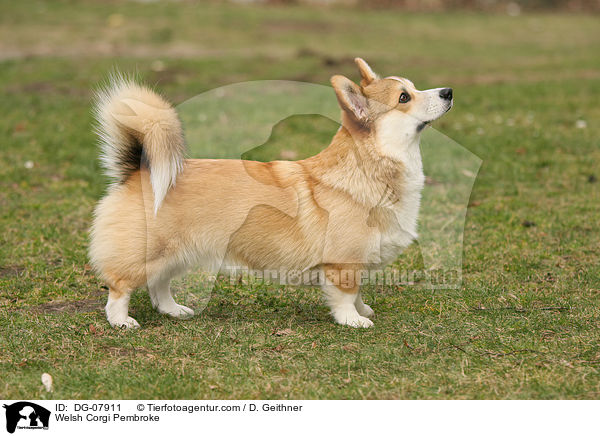 Welsh Corgi Pembroke / DG-07911