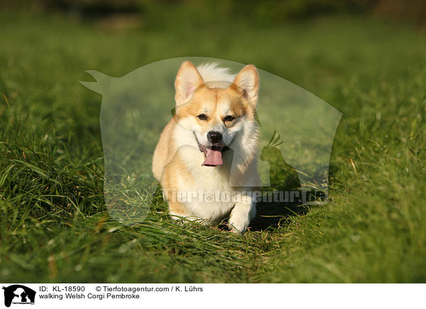 walking Welsh Corgi Pembroke / KL-18590