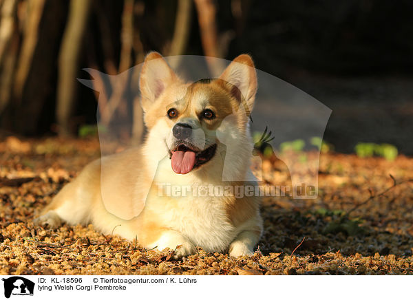 liegender Welsh Corgi Pembroke / lying Welsh Corgi Pembroke / KL-18596