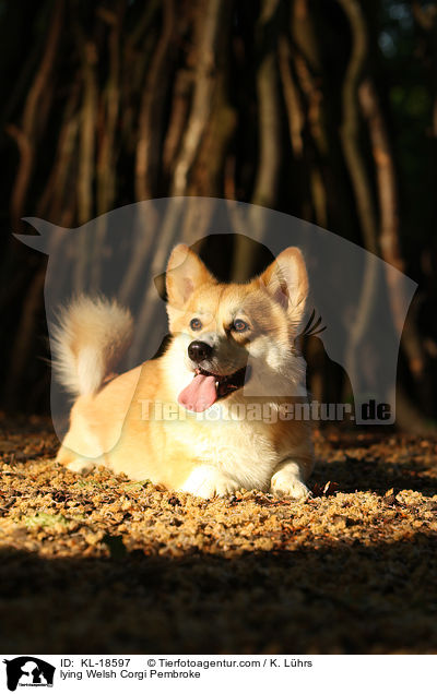 liegender Welsh Corgi Pembroke / lying Welsh Corgi Pembroke / KL-18597