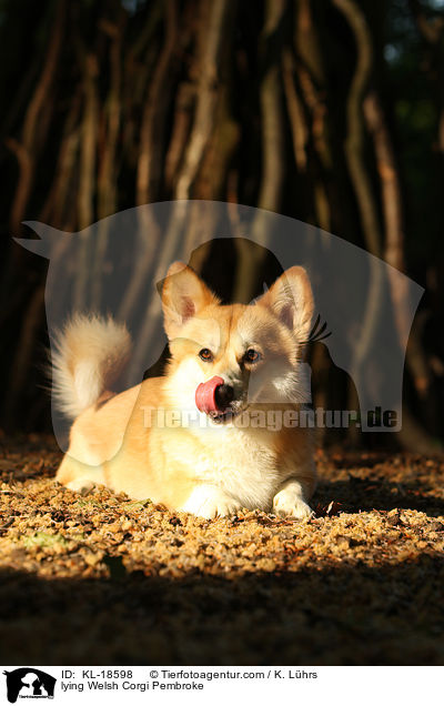 liegender Welsh Corgi Pembroke / lying Welsh Corgi Pembroke / KL-18598