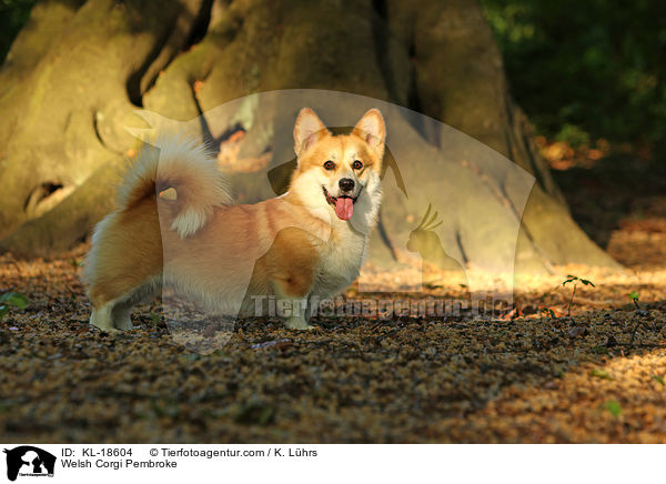 Welsh Corgi Pembroke / KL-18604