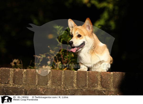 Welsh Corgi Pembroke / Welsh Corgi Pembroke / KL-18904