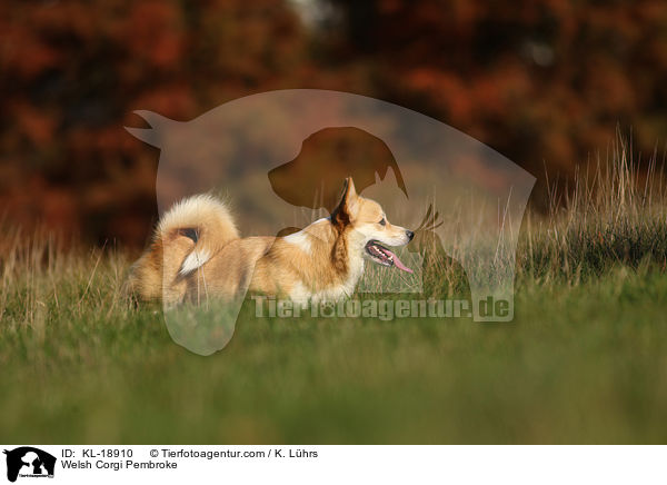 Welsh Corgi Pembroke / KL-18910