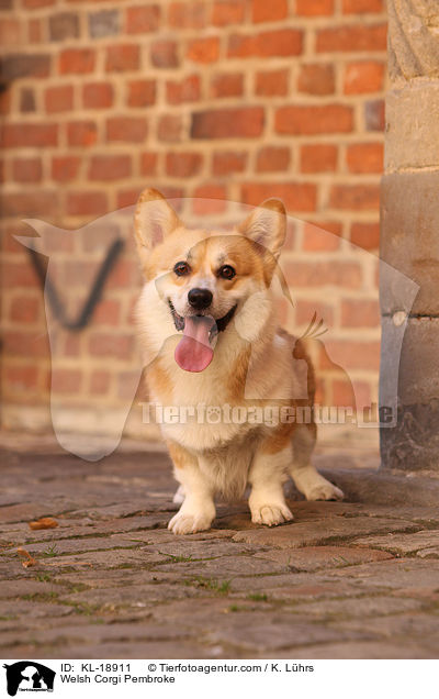 Welsh Corgi Pembroke / Welsh Corgi Pembroke / KL-18911