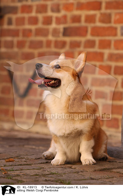 sitting Welsh Corgi Pembroke / KL-18913
