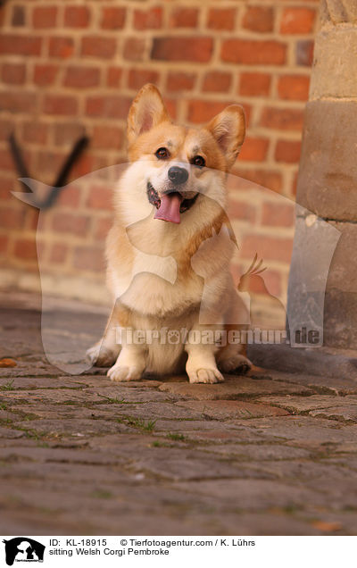 sitting Welsh Corgi Pembroke / KL-18915