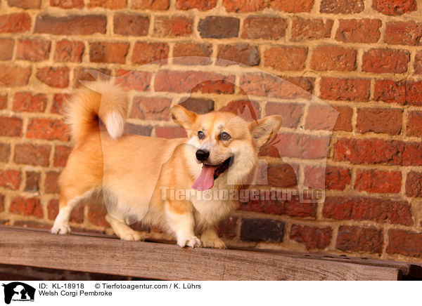 Welsh Corgi Pembroke / Welsh Corgi Pembroke / KL-18918