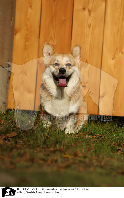 sitting Welsh Corgi Pembroke / KL-18921