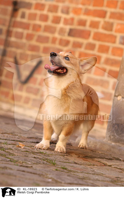 Welsh Corgi Pembroke / KL-18923