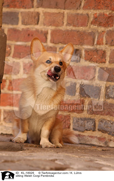 sitting Welsh Corgi Pembroke / KL-18926