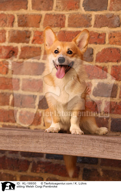 sitting Welsh Corgi Pembroke / KL-18930