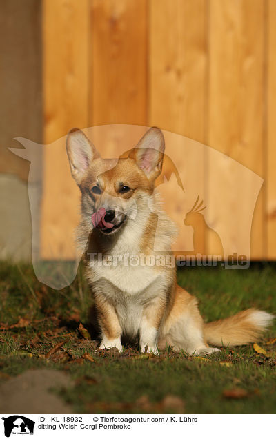 sitting Welsh Corgi Pembroke / KL-18932