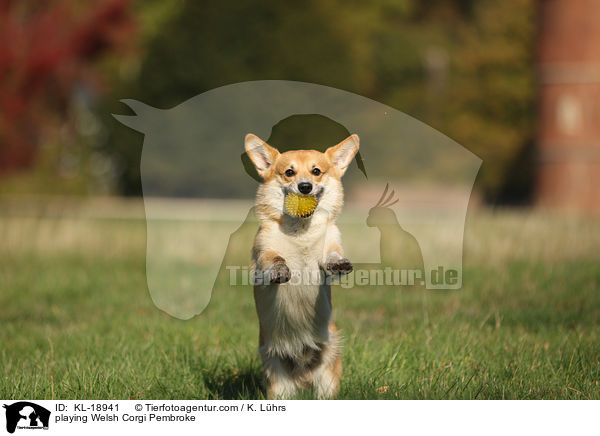playing Welsh Corgi Pembroke / KL-18941