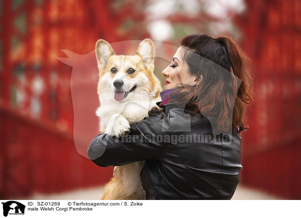 male Welsh Corgi Pembroke / SZ-01269