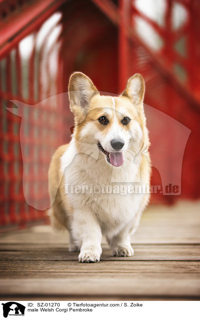 male Welsh Corgi Pembroke / SZ-01270