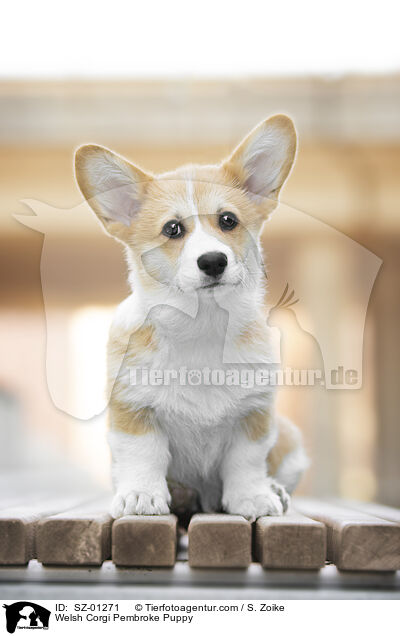 Welsh Corgi Pembroke Puppy / SZ-01271