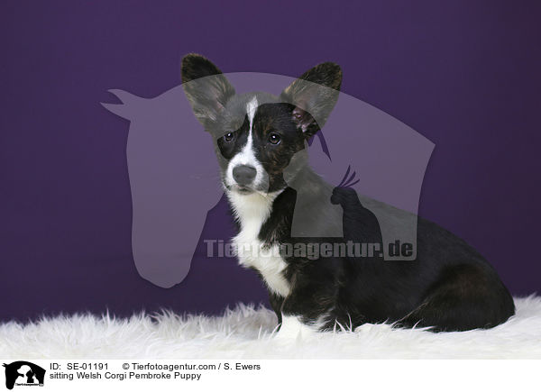 sitzender Welsh Corgi Pembroke Welpe / sitting Welsh Corgi Pembroke Puppy / SE-01191