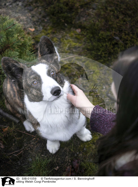 sitzender Welsh Corgi Pembroke / sitting Welsh Corgi Pembroke / SIB-01059