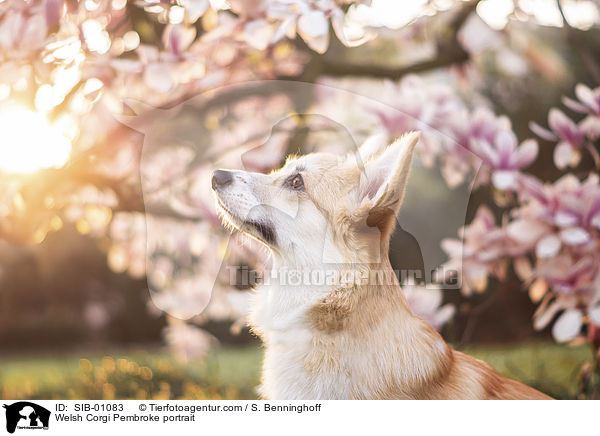 Welsh Corgi Pembroke Portrait / Welsh Corgi Pembroke portrait / SIB-01083
