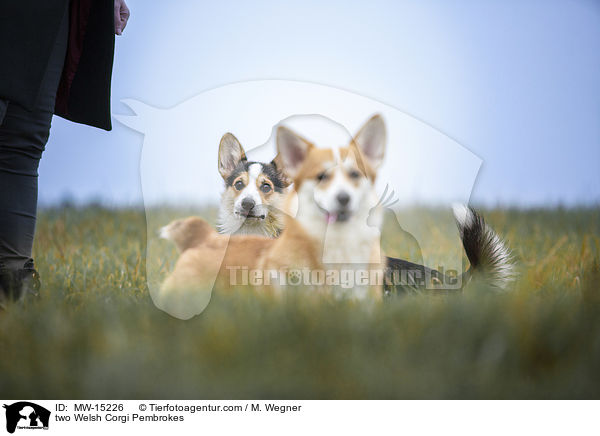 zwei Welsh Corgi Pembrokes / two Welsh Corgi Pembrokes / MW-15226