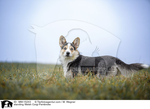 stehender Welsh Corgi Pembroke / standing Welsh Corgi Pembroke / MW-15243