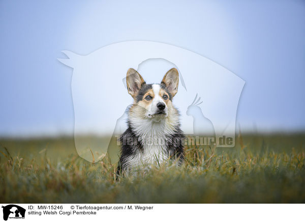 sitzender Welsh Corgi Pembroke / sitting Welsh Corgi Pembroke / MW-15246