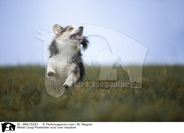 Welsh Corgi Pembroke rennt ber Weise / Welsh Corgi Pembroke runs over meadow / MW-15253