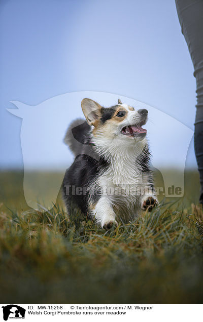 Welsh Corgi Pembroke rennt ber Weise / Welsh Corgi Pembroke runs over meadow / MW-15258