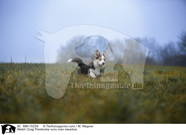 Welsh Corgi Pembroke rennt ber Weise / Welsh Corgi Pembroke runs over meadow / MW-15259