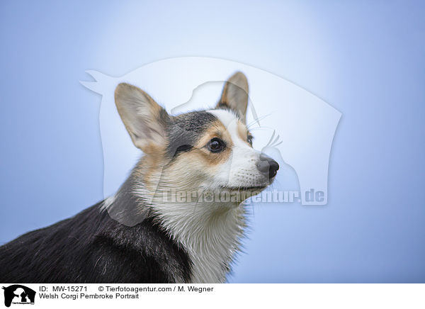 Welsh Corgi Pembroke Portrait / Welsh Corgi Pembroke Portrait / MW-15271