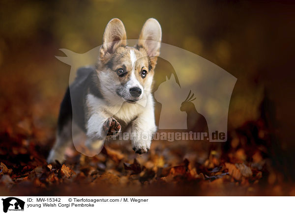 young Welsh Corgi Pembroke / MW-15342