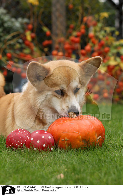 liegender Welsh Corgi Pembroke / lying Welsh Corgi Pembroke / KL-19441