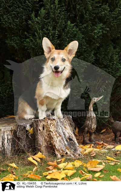sitting Welsh Corgi Pembroke / KL-19455