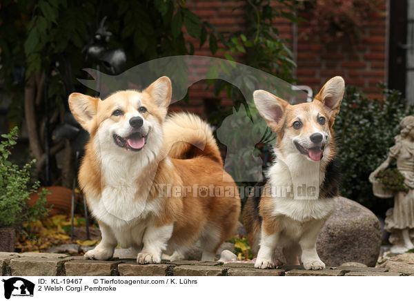 2 Welsh Corgi Pembroke / 2 Welsh Corgi Pembroke / KL-19467