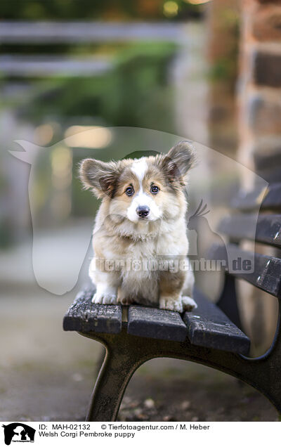 Welsh Corgi Pembroke puppy / MAH-02132